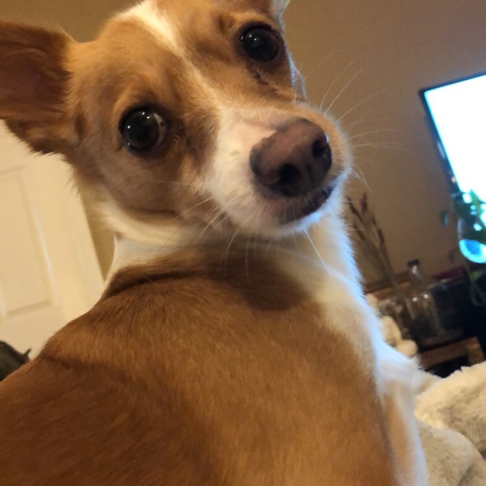 Meet your Posher, Jennifer